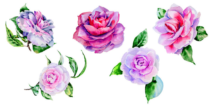 Wildflower peony, camelia flower in a watercolor style isolated.