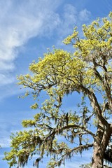 Oak tree (Quercus) with Spanish moss (Tillandsia usneoides)