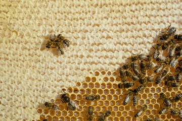 Closeup view of the working bees on honeycomb. Honey cells and working bees. Honeycomb with bees background. Honey cells pattern. Beekeeping.