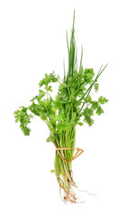 coriander and spring onion