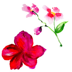 Wildflower tea rose flower in a watercolor style isolated.