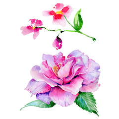 Wildflower tea rose flower in a watercolor style isolated.