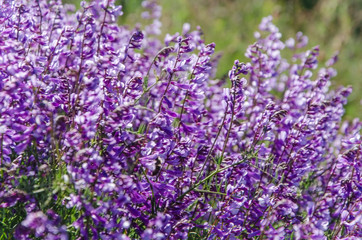 Fototapeta premium wildflowers in summer