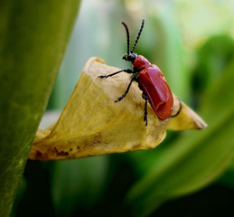 Red lily beetle, bug on leaf