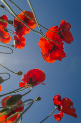 wildflowers bottom view