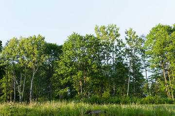 Obraz premium Green trees of summer