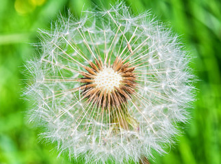 Fototapeta premium dandelion flower
