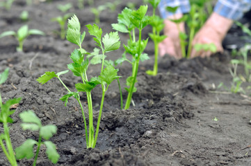 farmer's hands planting a celery seedling in the vegetable garden, selective focus on 

foreground
