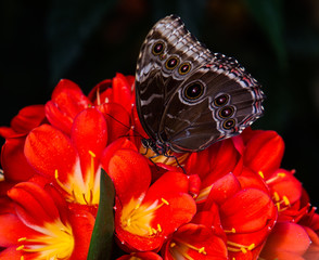 Papillon chouette