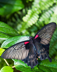Fototapeta na wymiar papillon Grand mormon