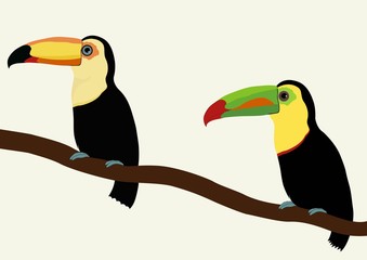 Two toucan birds on a branch