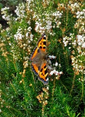 Small Tortoiseshell Butterfly on White Heather