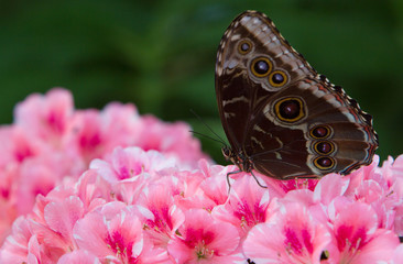papillon morpho bleu