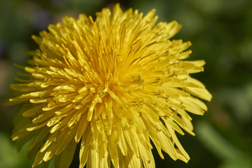  Taraxacum officinale