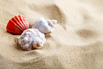 Sea shell on the sea beach. Summer rest.