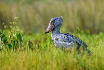 African Balaeniceps (Balaeniceps rex) is a large African bird from the order of the rocks, known especially because of its conspicuously shaped beak.