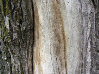 Peeled bark from tree, background, texture