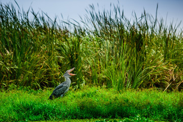 African Balaeniceps (Balaeniceps rex) is a large African bird from the order of the rocks, known especially because of its conspicuously shaped beak.