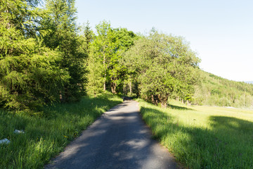 Narrow path lit by soft spring sunlight. Forest spring nature. Spring forest natural landscape with forest trees
