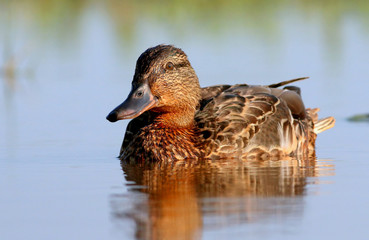 Young female European wild duck / Mallard drake (Anas platyrhynchos) swimming, low angle.