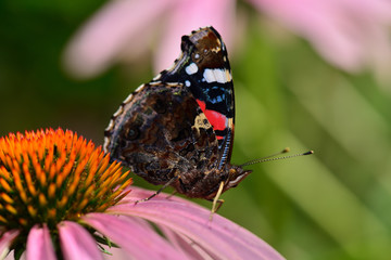 papillon vulcain