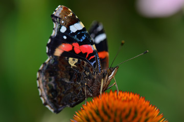 papillon vulcain