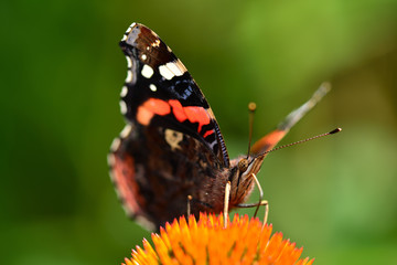 papillon vulcain