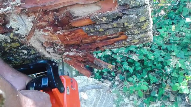 Coupe du tronc d'une arbre avec tron&ccedil;onneuse .