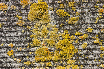 mushrooms parasites on old gray tile close up