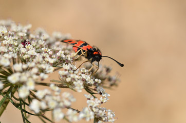 zygène de la filipendule