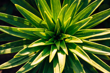 Green leaves of lilies in the sun's rays. View from above. Leaves in the form of asterisks.