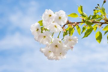 White sakura flowers on a spring tree