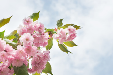 Pink sakura flowers on a spring tree