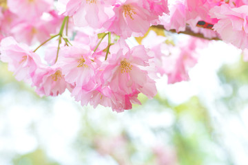 Pink sakura flowers on a spring tree