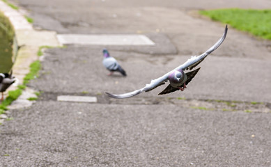Landing Pigeon in the Park F