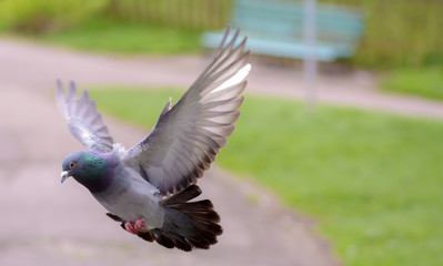 Landing Pigeon in the Park I