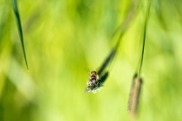 Flying bee collects nectar from blooming grass
