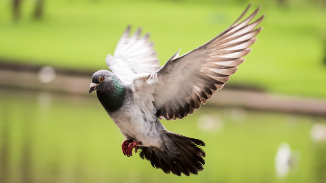 Landing Pigeon in the Park A
