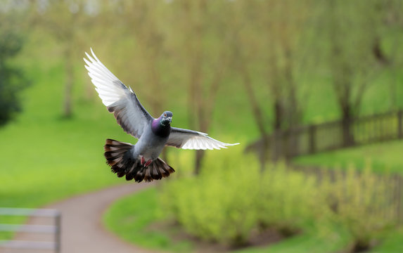 Landing Pigeon in the Park B