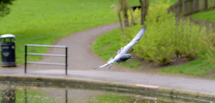 Landing Pigeon in the Park E