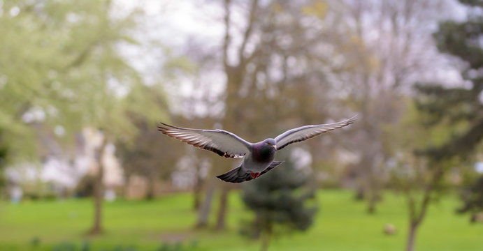 Landing Pigeon in the Park H