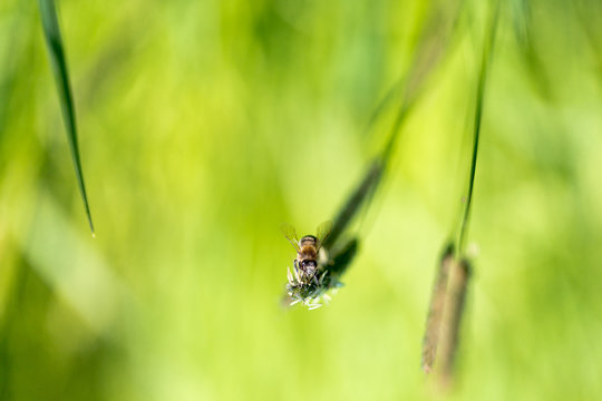 Flying bee collects nectar from blooming grass