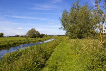 Obraz premium summer canal with swan