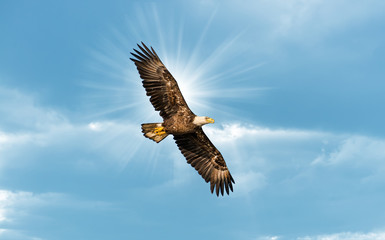 Bald Eagle vliegen in blauwe lucht met zon over vleugel