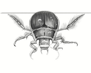 Great diving beetle Great diving beetle digital paintings