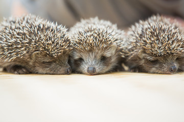 Three little Hedgehog portrait