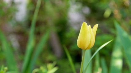 Yellow tulip flower closeup