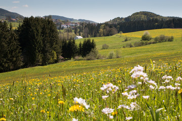 Hügel mit Blumenwiese