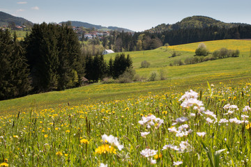 Obraz premium Hügel mit Blumenwiese