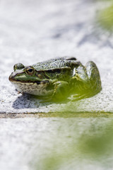green frog